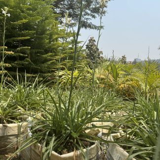 St Joseph Lily/ African Lily