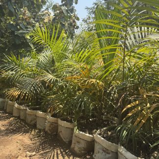 Golden Palm