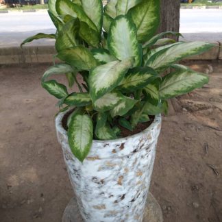 Dumb Cane