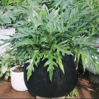 Split-Leaf Philodendron / Xanadu