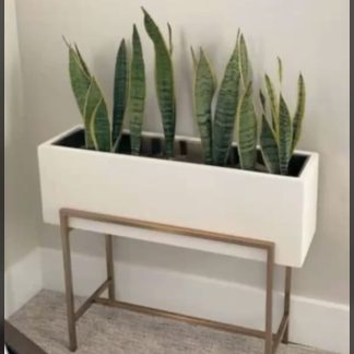 Snake Plant