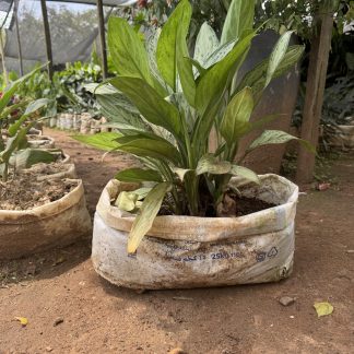 Chinese Evergreen