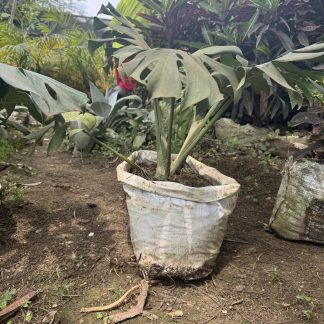 Monstera / Swiss Cheese Plant