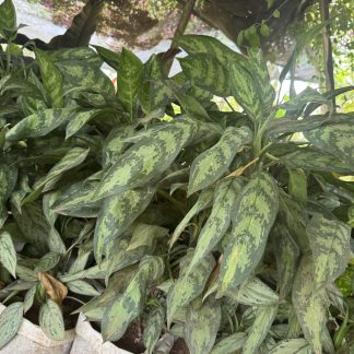 Chinese Evergreen (Camouflage)