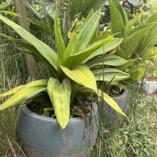 Agave
