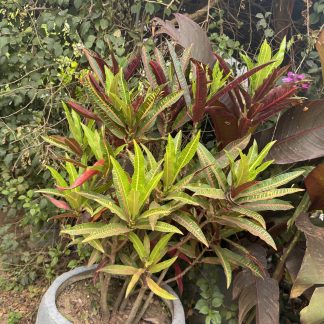 Croton (Narrow-Leaf)
