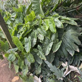 Heart-Leaf Philodendron
