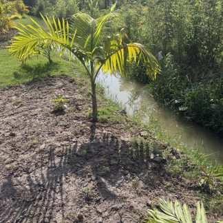 Triangle Palm